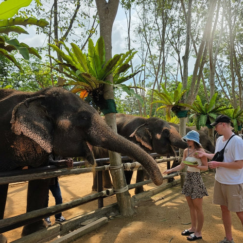 Koh Samui Home of Elephants  – Half‑Day Ethical Sanctuary Visit with Feeding, Mud Bath & Vegetarian Lunch 3
