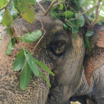 Koh Samui Home of Elephants  – Half‑Day Ethical Sanctuary Visit with Feeding, Mud Bath & Vegetarian Lunch 5