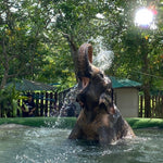 Koh Samui Home of Elephants  – Half‑Day Ethical Sanctuary Visit with Feeding, Mud Bath & Vegetarian Lunch 6