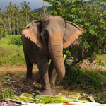 Koh Samui Home of Elephants  – Half‑Day Ethical Sanctuary Visit with Feeding, Mud Bath & Vegetarian Lunch 7