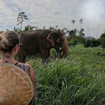 Koh Samui Home of Elephants  – Half‑Day Ethical Sanctuary Visit with Feeding, Mud Bath & Vegetarian Lunch 8