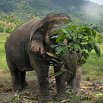 Koh Samui Home of Elephants  – Half‑Day Ethical Sanctuary Visit with Feeding, Mud Bath & Vegetarian Lunch 11