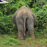 Koh Samui Home of Elephants  – Half‑Day Ethical Sanctuary Visit with Feeding, Mud Bath & Vegetarian Lunch 12