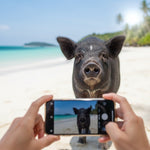 Pig Island & Koh Tan Snorkeling by Speedboat – Koh Samui Day Trip with Kayaking & Lunch 4
