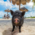 Pig Island & Koh Tan Snorkeling by Speedboat – Koh Samui Day Trip with Kayaking & Lunch 5
