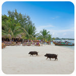 Pig Island VIP Longtail Boat Tour with Snorkeling at Koh Tan – Small Group From Koh Samui 1