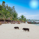 Pig Island VIP Longtail Boat Tour with Snorkeling at Koh Tan – Small Group From Koh Samui 4
