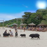 Pig Island VIP Longtail Boat Tour with Snorkeling at Koh Tan – Small Group From Koh Samui 6