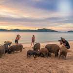 Pig Island VIP Longtail Boat Tour with Snorkeling at Koh Tan – Small Group From Koh Samui 8