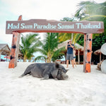 Pig Island VIP Longtail Boat Tour with Snorkeling at Koh Tan – Small Group From Koh Samui 3