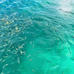 Pig Island VIP Longtail Boat Tour with Snorkeling at Koh Tan – Small Group From Koh Samui 10