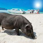 Private Koh Tan & Pig Island Snorkeling Charter – Speedboat Half‑Day from Koh Samui 2