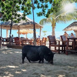 Private Koh Tan & Pig Island Snorkeling Charter – Speedboat Half‑Day from Koh Samui 6