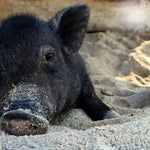 Private Koh Tan & Pig Island Snorkeling Charter – Speedboat Half‑Day from Koh Samui 7