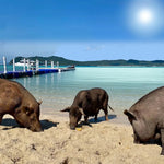 Private Koh Tan & Pig Island Snorkeling Charter – Speedboat Half‑Day from Koh Samui 8