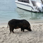 Private Koh Tan & Pig Island Snorkeling Charter – Speedboat Half‑Day from Koh Samui 9