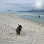 Private Koh Tan & Pig Island Snorkeling Charter – Speedboat Half‑Day from Koh Samui 10