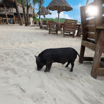 Private Koh Tan & Pig Island Snorkeling Charter – Speedboat Half‑Day from Koh Samui 11