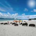 Private Koh Tan & Pig Island Snorkeling Charter – Longtail Half‑Day boat from Koh Samui 2