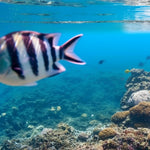 Private Koh Tan & Pig Island Snorkeling Charter – Longtail Half‑Day boat from Koh Samui 3