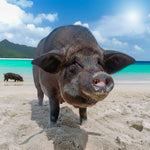 Private Koh Tan & Pig Island Snorkeling Charter – Longtail Half‑Day boat from Koh Samui 8
