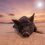 Private Koh Tan & Pig Island Snorkeling Charter – Longtail Half‑Day boat from Koh Samui 11