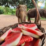 Samui Elephant's Sanctuary  – Half‑Day Ethical Elephant Experience with Feeding & Vegetarian Meal 2