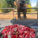 Samui Elephant's Sanctuary  – Half‑Day Ethical Elephant Experience with Feeding & Vegetarian Meal 5