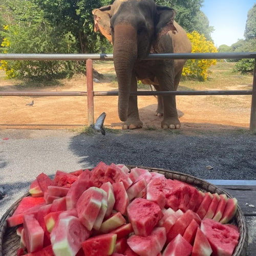 Samui Elephant's Sanctuary  – Half‑Day Ethical Elephant Experience with Feeding & Vegetarian Meal 5