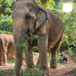 Samui Elephant's Sanctuary  – Half‑Day Ethical Elephant Experience with Feeding & Vegetarian Meal 7