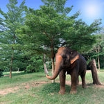 Samui Elephant's Sanctuary  – Half‑Day Ethical Elephant Experience with Feeding & Vegetarian Meal 8