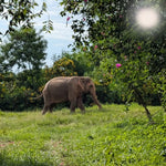 Samui Elephant's Sanctuary  – Half‑Day Ethical Elephant Experience with Feeding & Vegetarian Meal 10