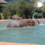 Samui Elephant's Sanctuary  – Half‑Day Ethical Elephant Experience with Feeding & Vegetarian Meal 11