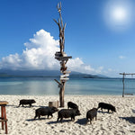 Sunset Pig Island & Koh Tan Snorkel Trip from Koh Samui – Evening Boat Tour with Dinner 4